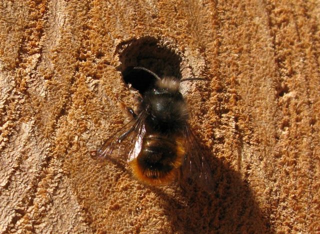 Osmia cornuta ..(o rufa)